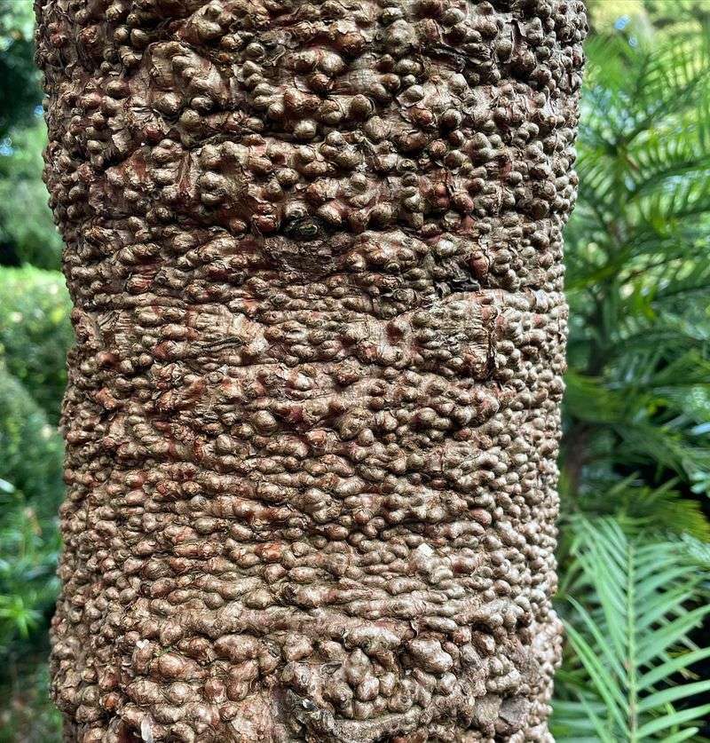 Wollemi Pine