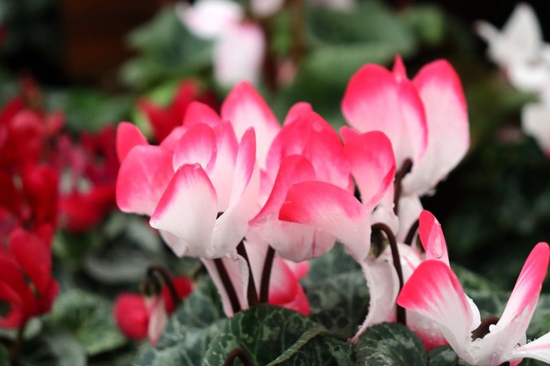 Hardy Cyclamen