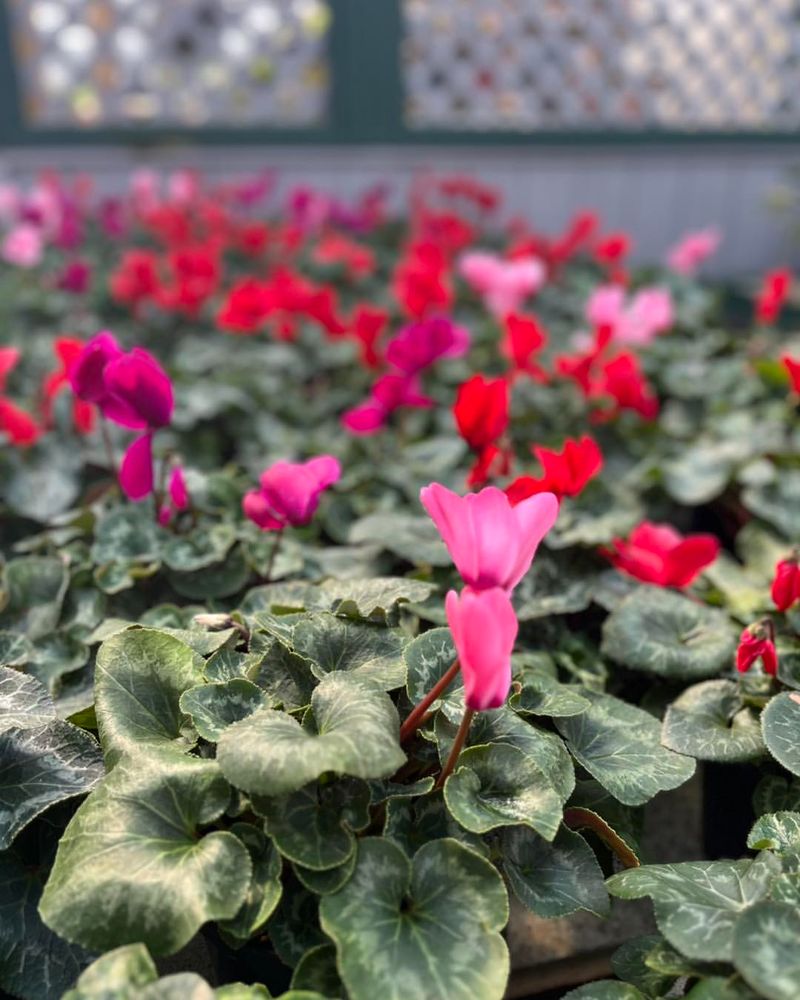 Hardy Cyclamen
