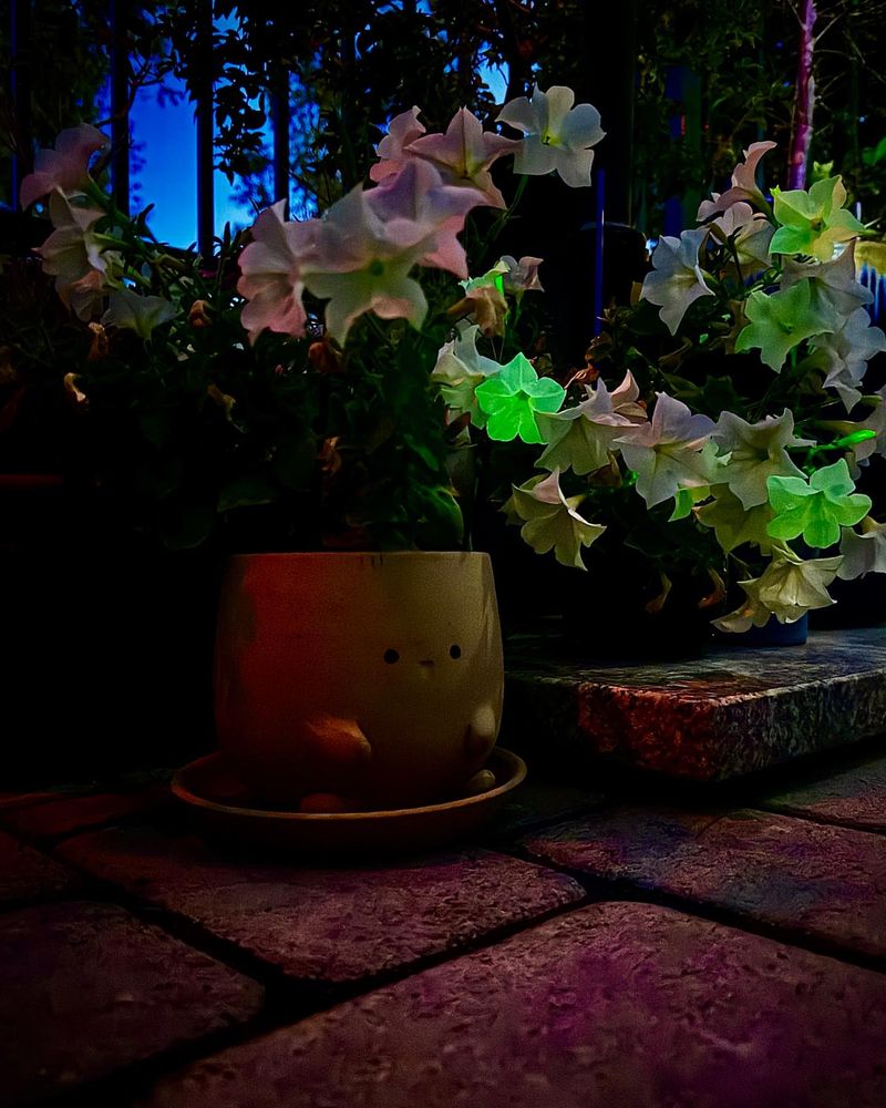 Creating Magical Night Viewing Areas