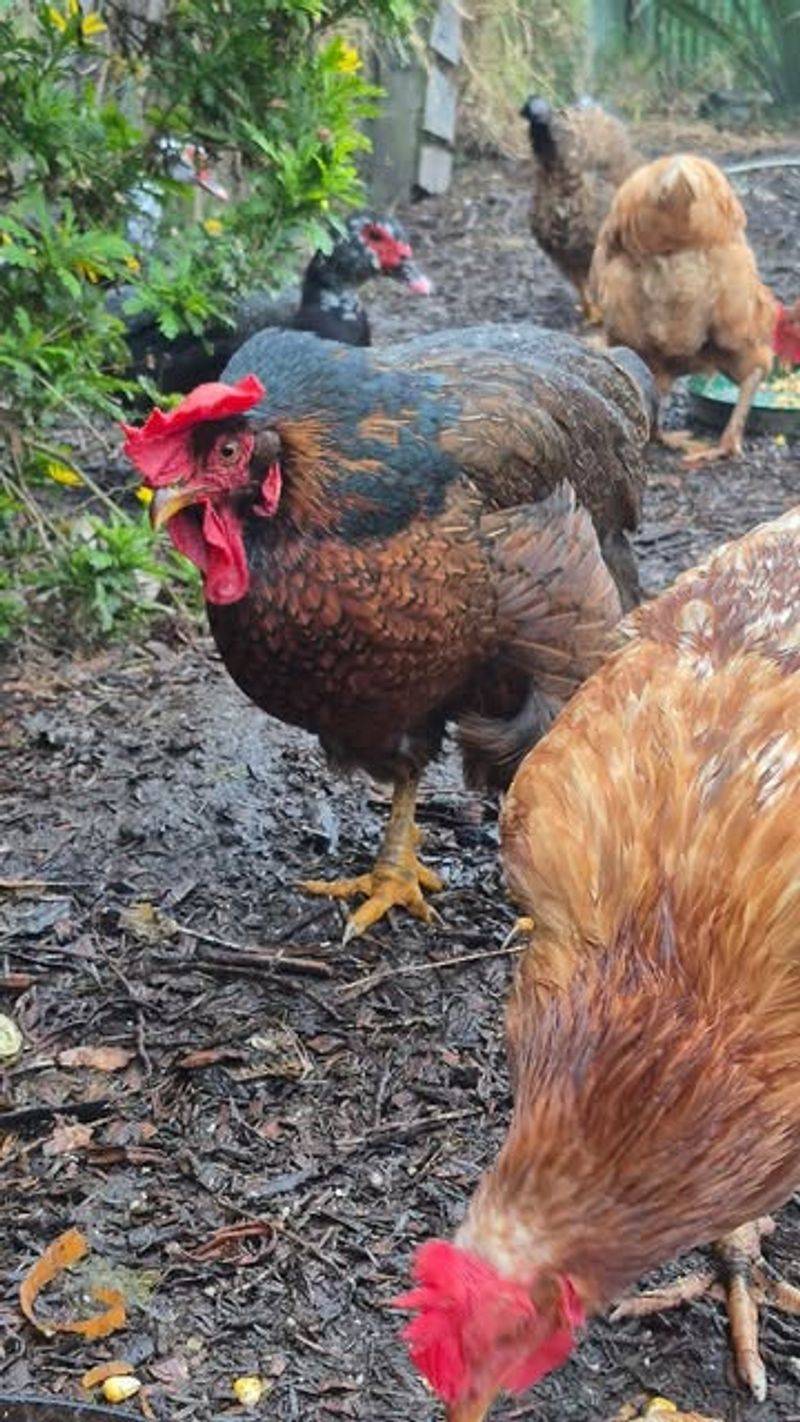 Chicken-Powered Composting