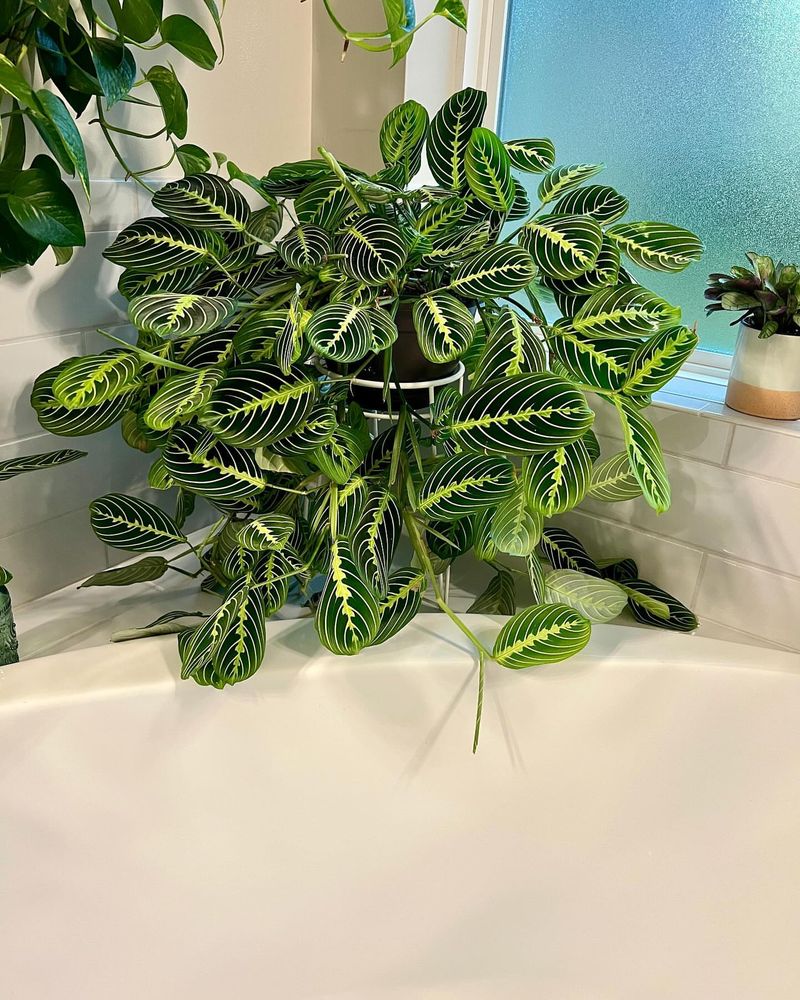 Prayer Plant (Maranta)