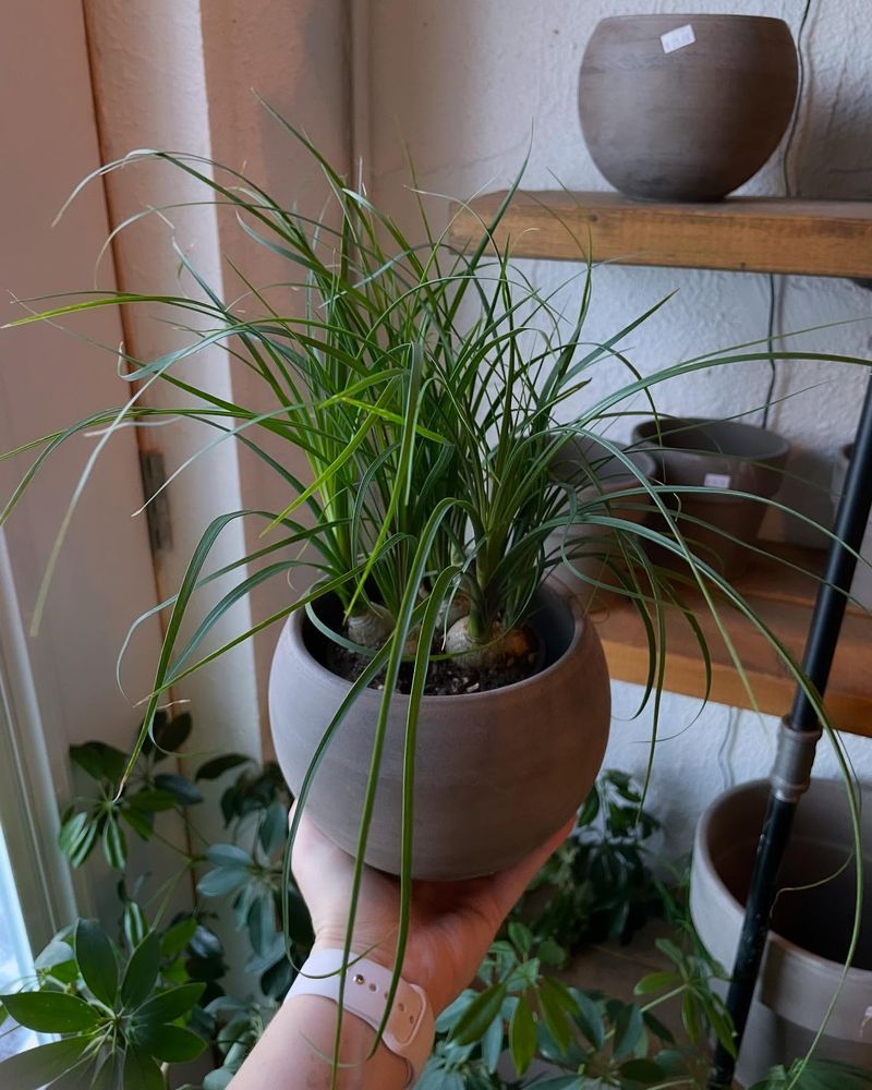 Ponytail Palm