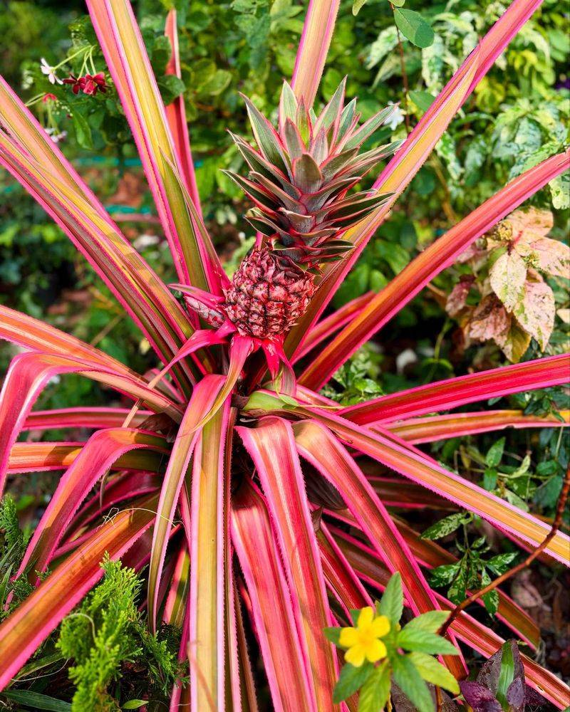 Pineapple Plants