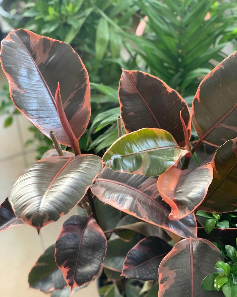 Rubber Plant (Ficus elastica)