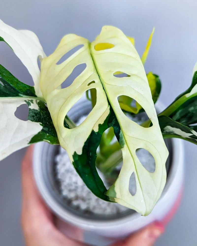 Variegated Monstera Adansonii