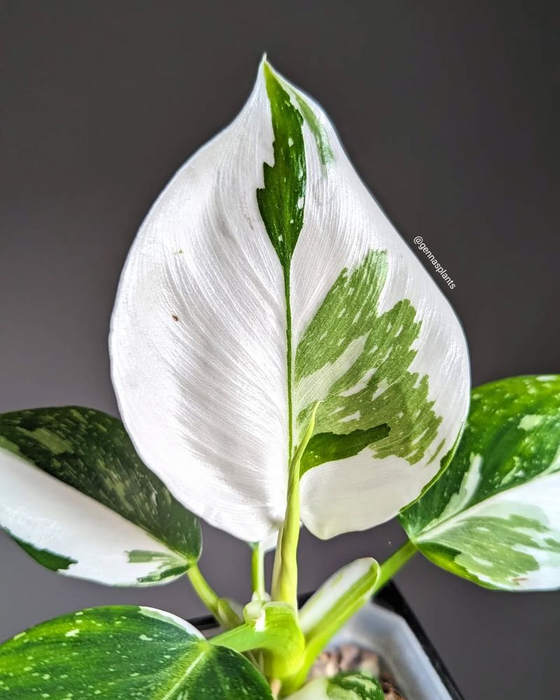 Philodendron White Knight
