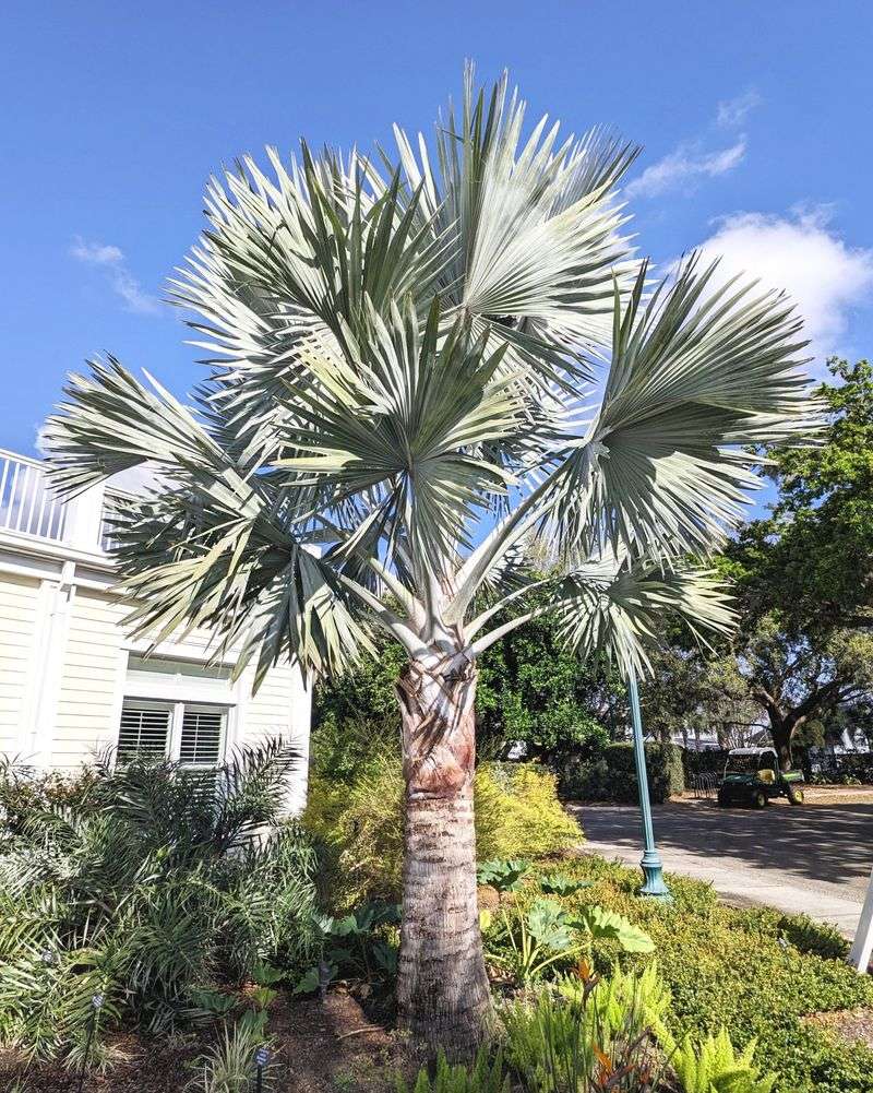 Bismarck Palm Display
