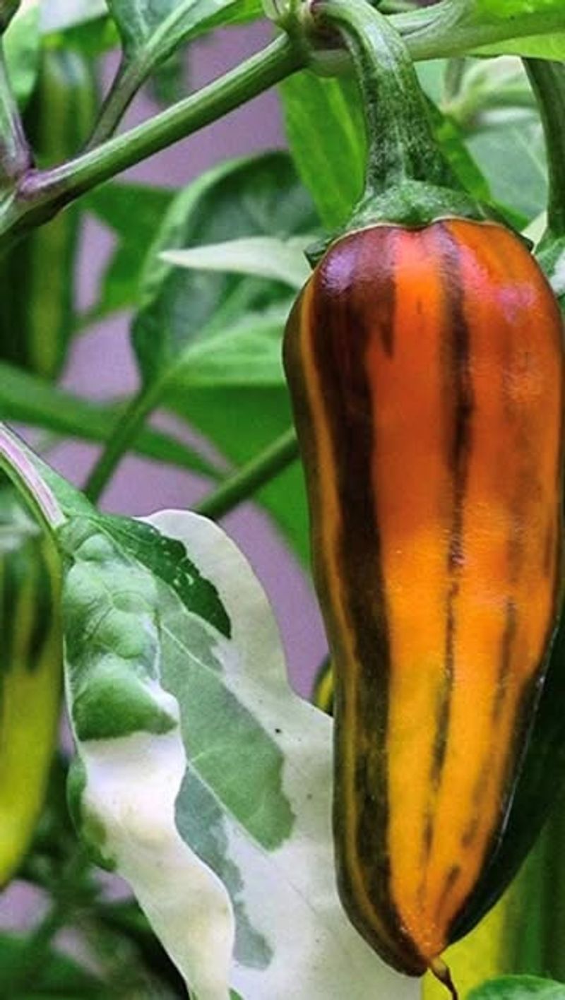 Fish Peppers