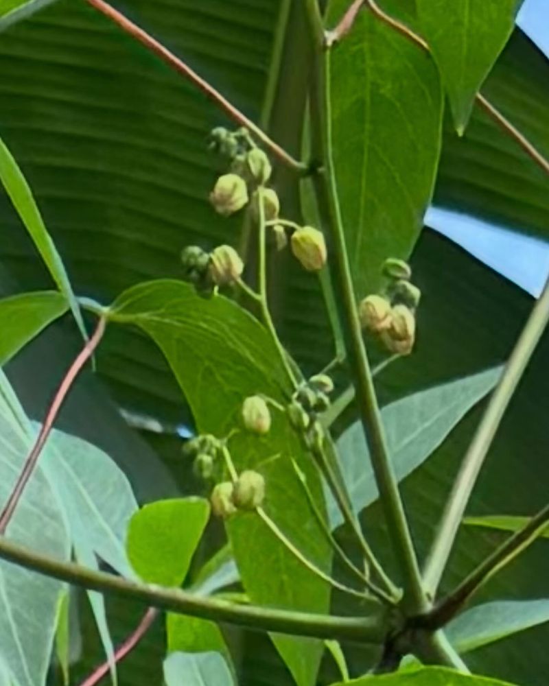 Bitter Cassava