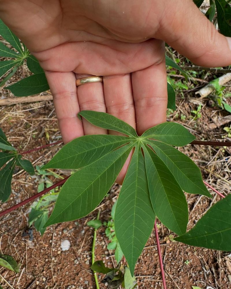 Bitter Cassava