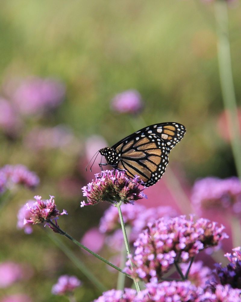 Butterfly Habitat