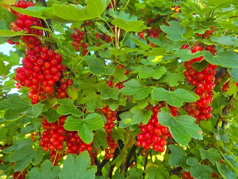 Currants