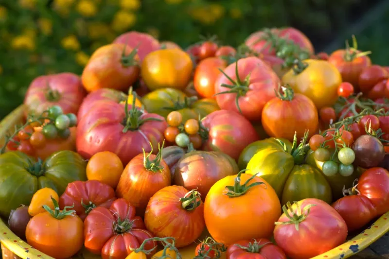 Heirloom Tomatoes
