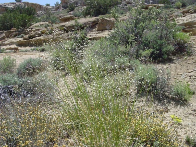 Indian Ricegrass