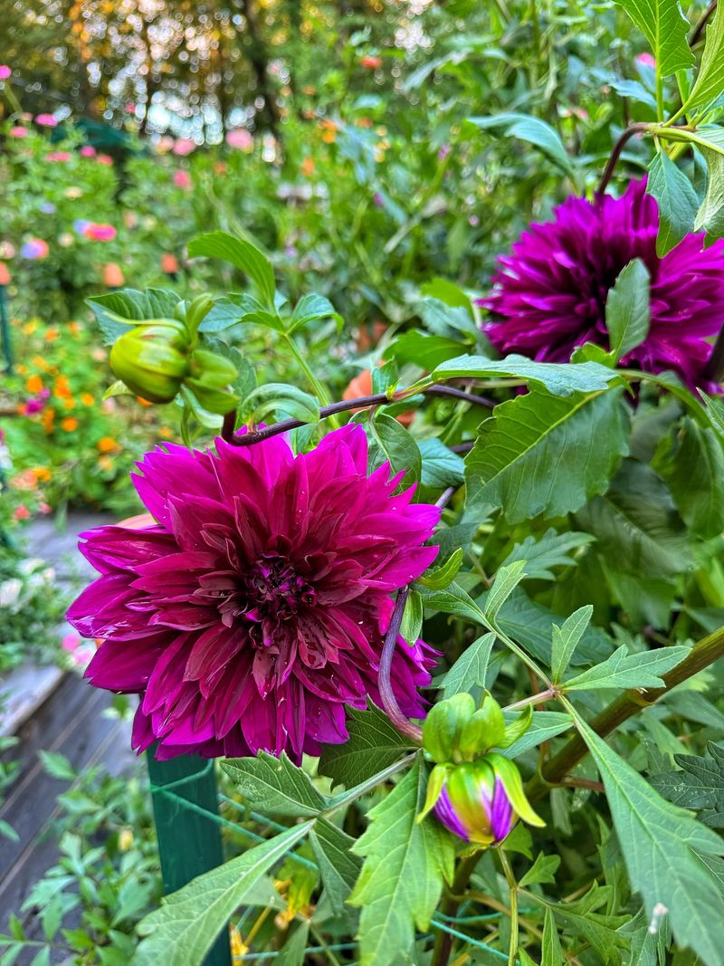 Mindful Deadheading