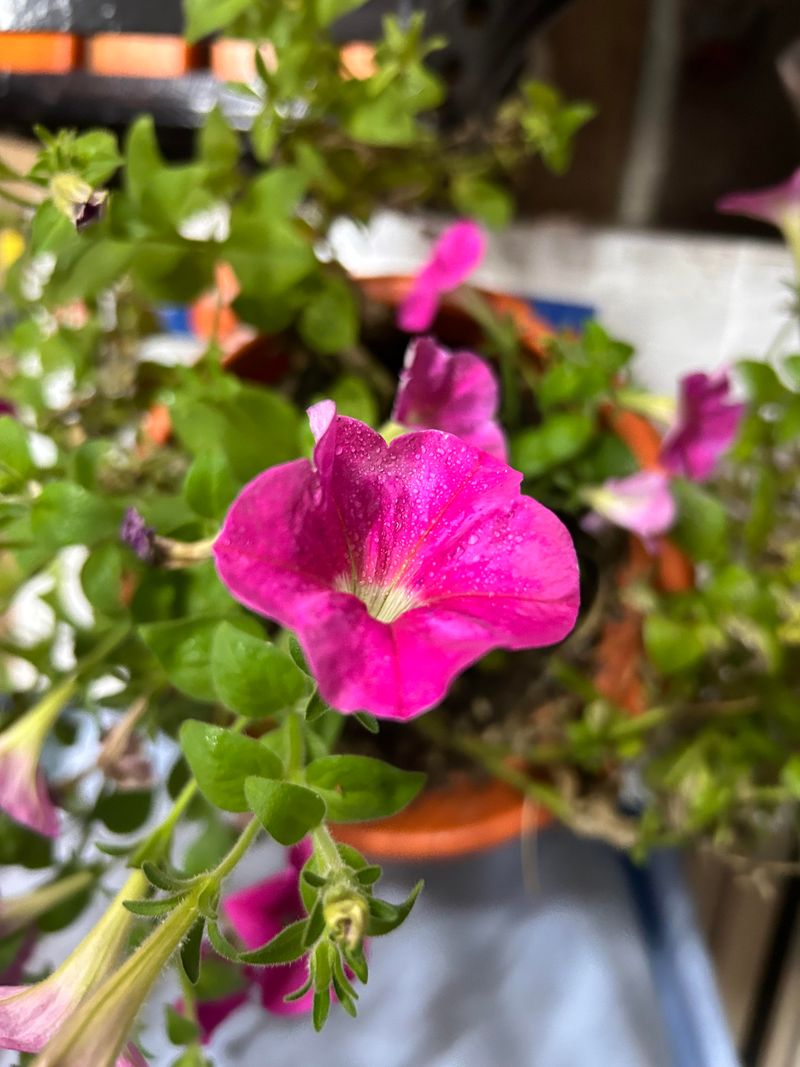 Petunias