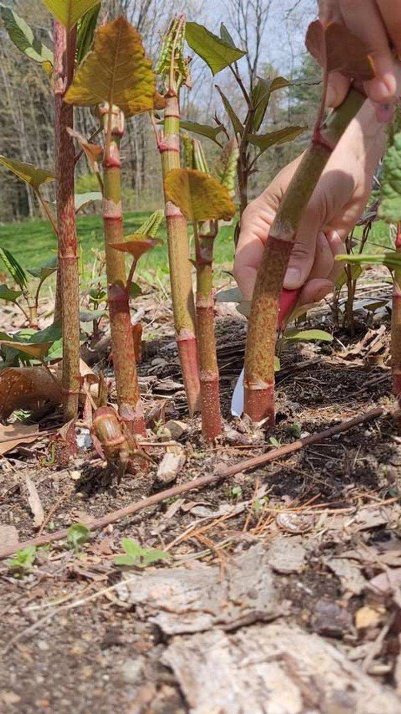 Japanese Knotweed