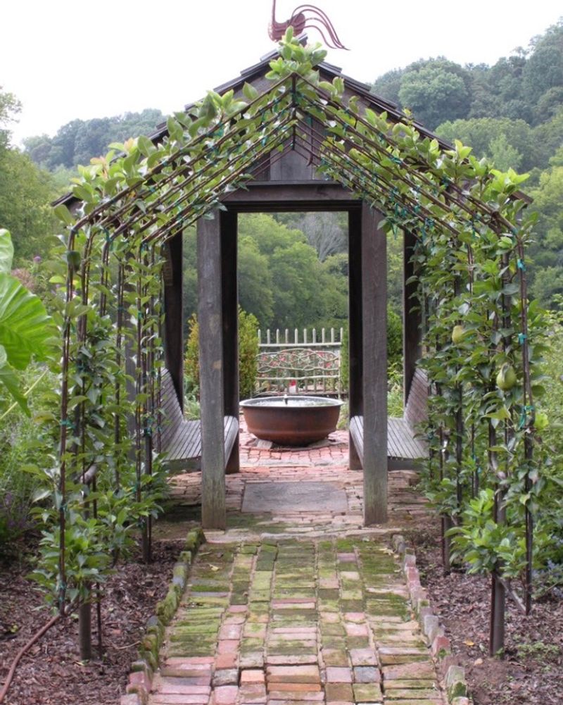 Apple Espalier