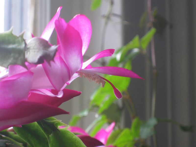 Create A Humidity Microclimate