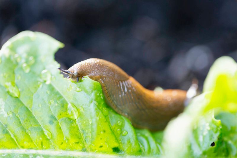 Snail And Slug Barrier System