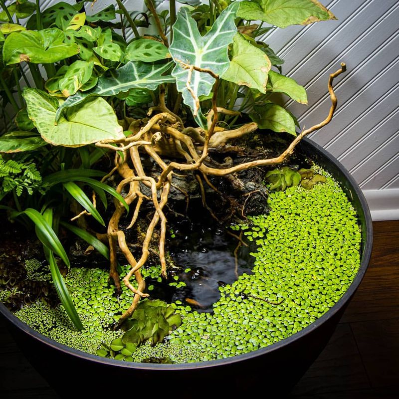 Indoor Miniature Water Gardens