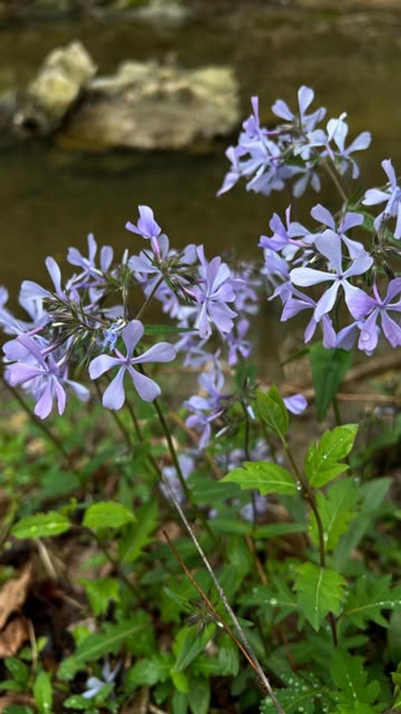 Wild Blue Phlox