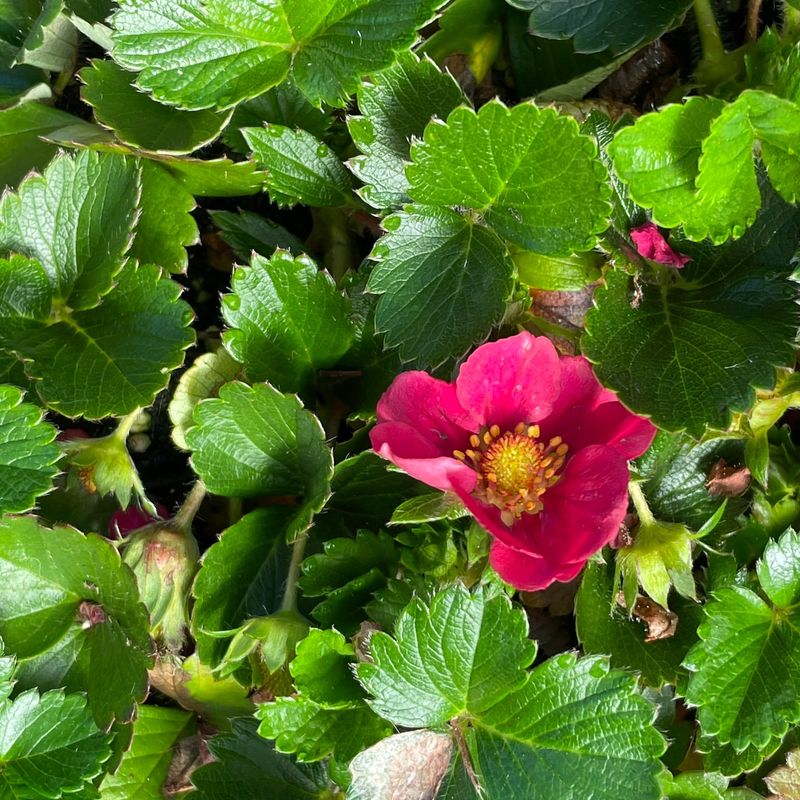 Ornamental Strawberry