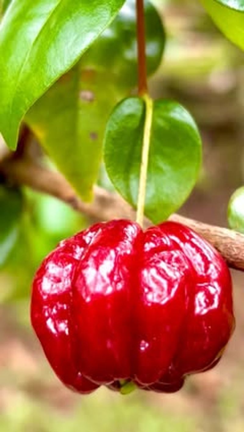 Surinam Cherry