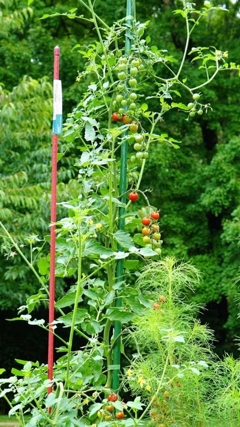 Vertical Growing Techniques
