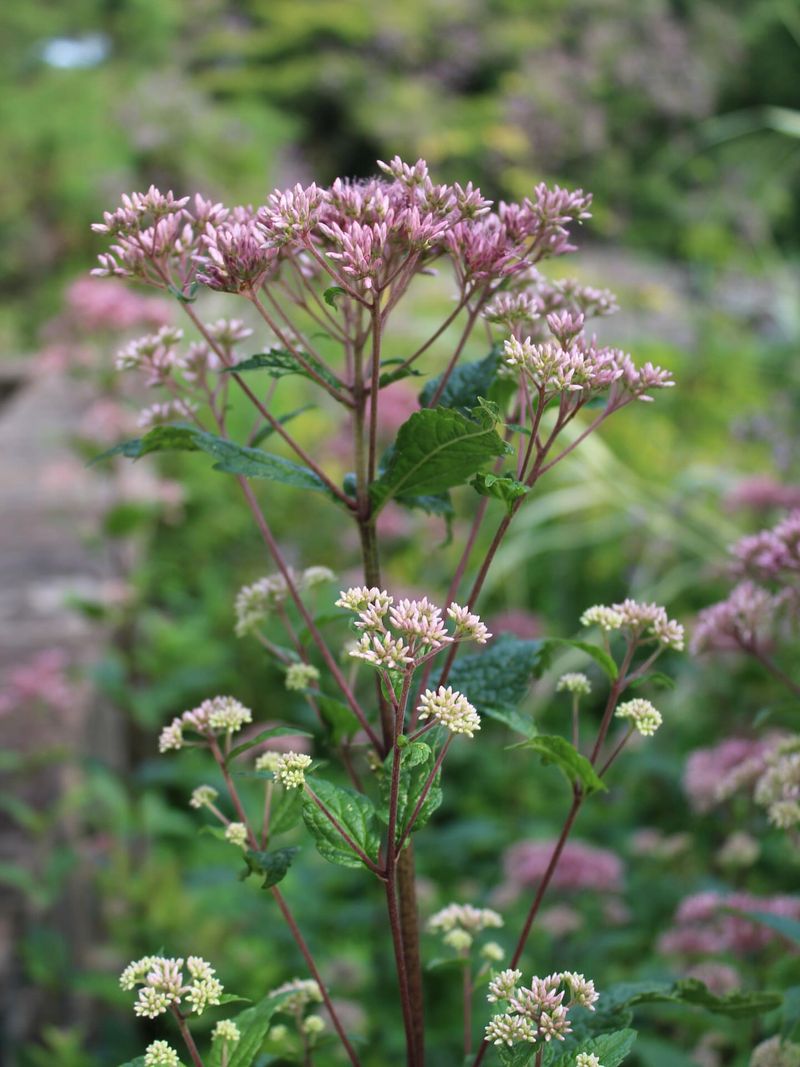 Joe-Pye Weed: Towering Butterfly Magnet