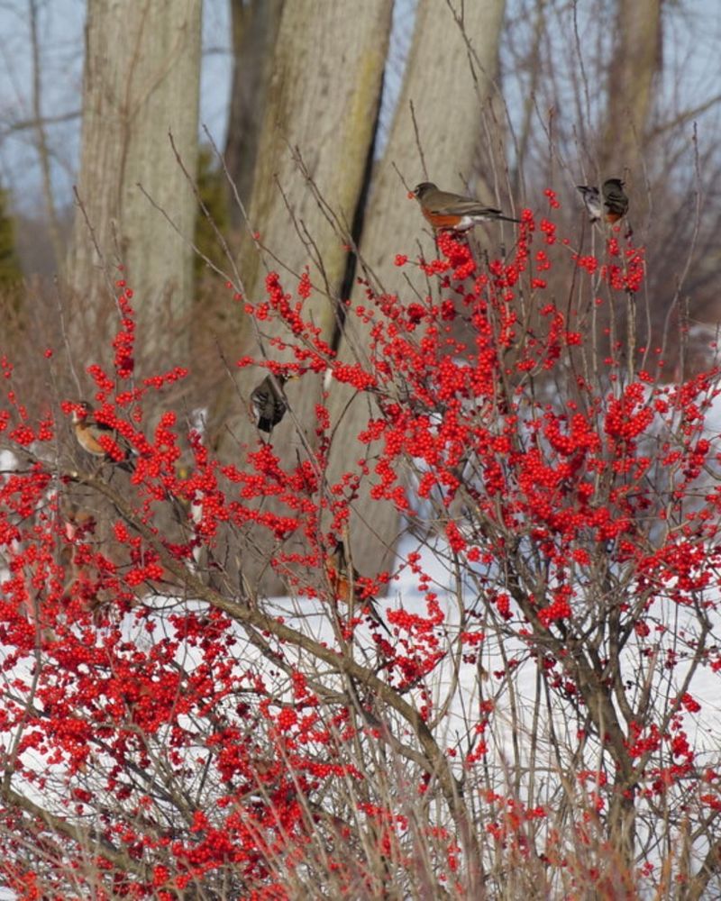 Winterberry Accent