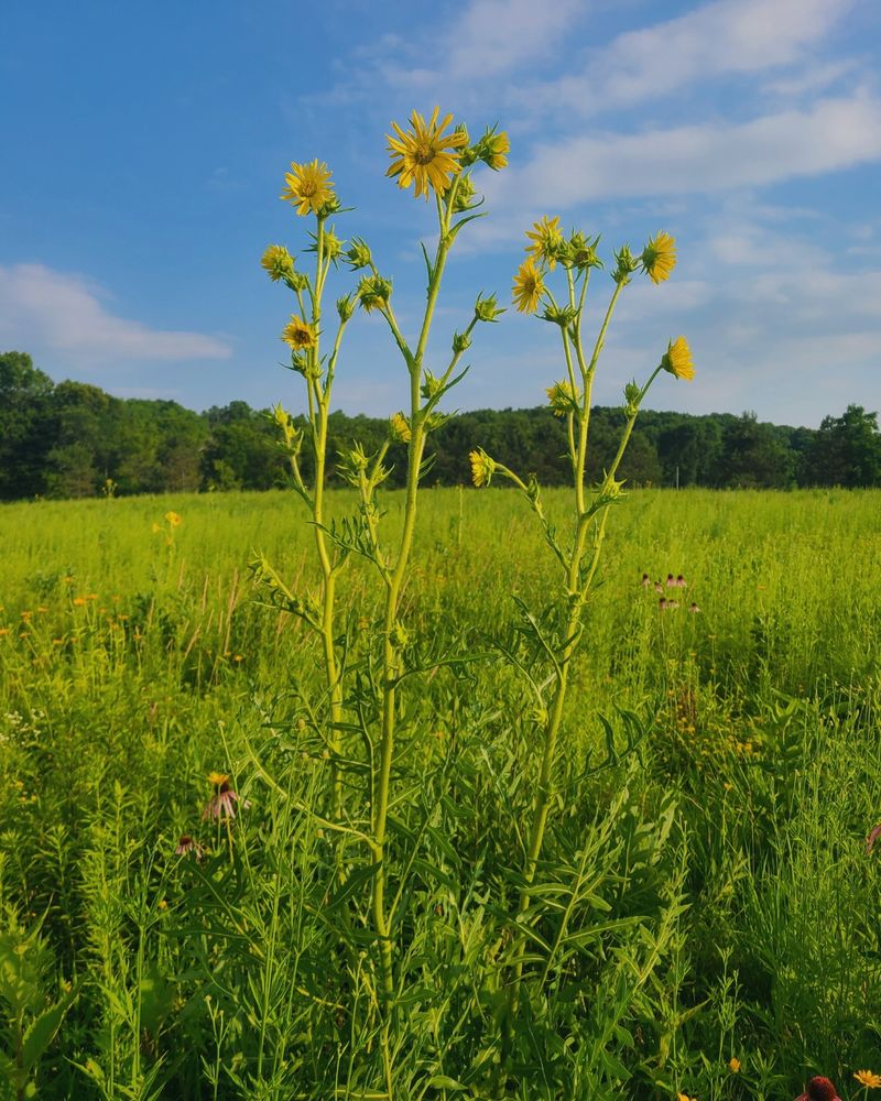 Compass Plant