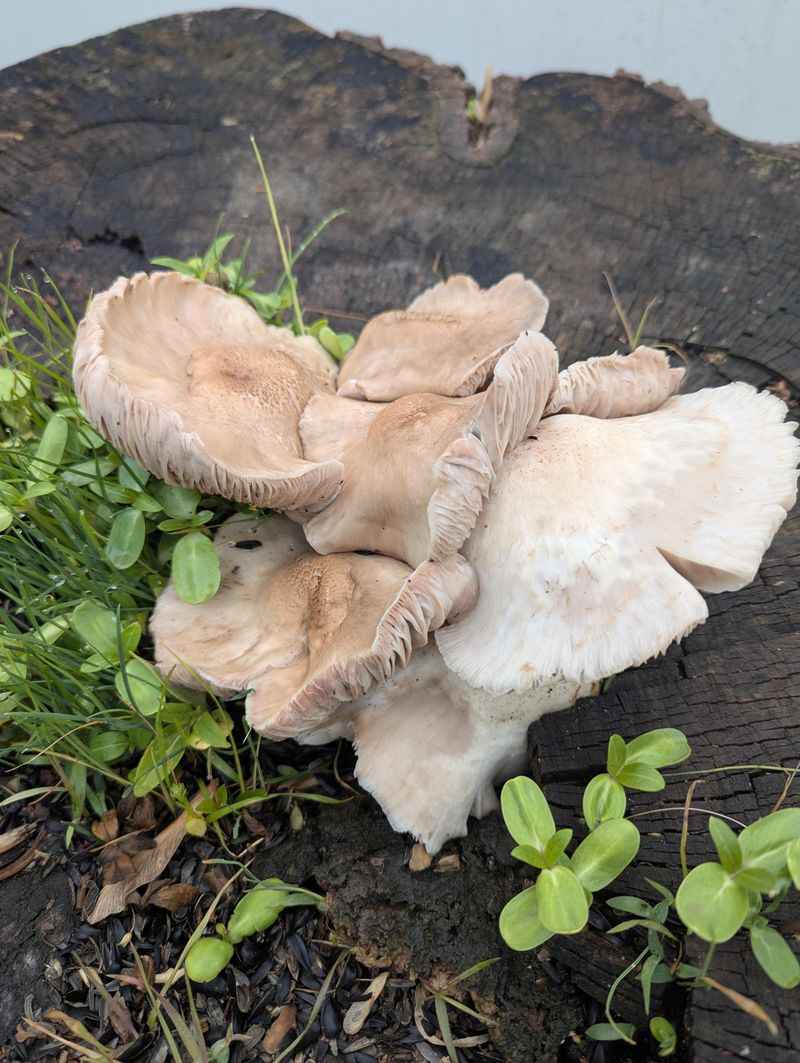 Balcony Mushroom Log