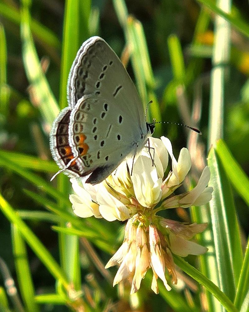 Local Pollinators Return In Droves