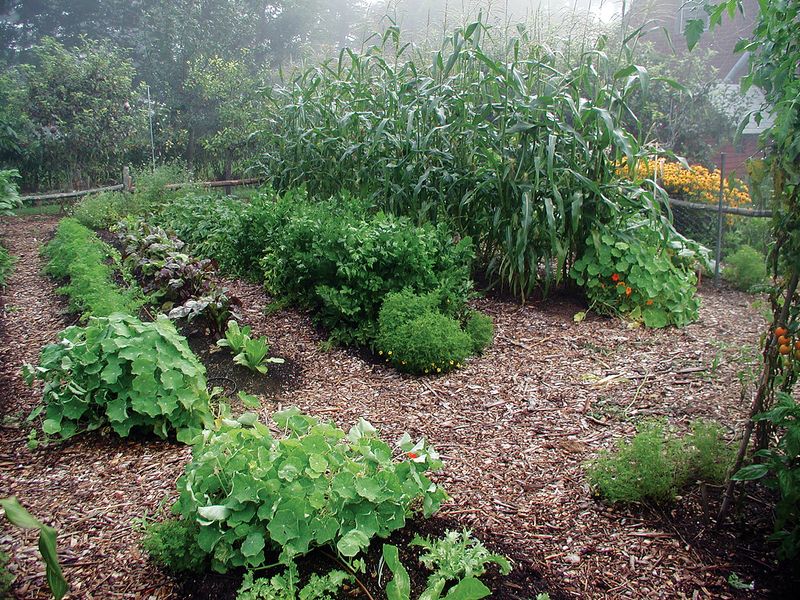 Natural Weed Suppression