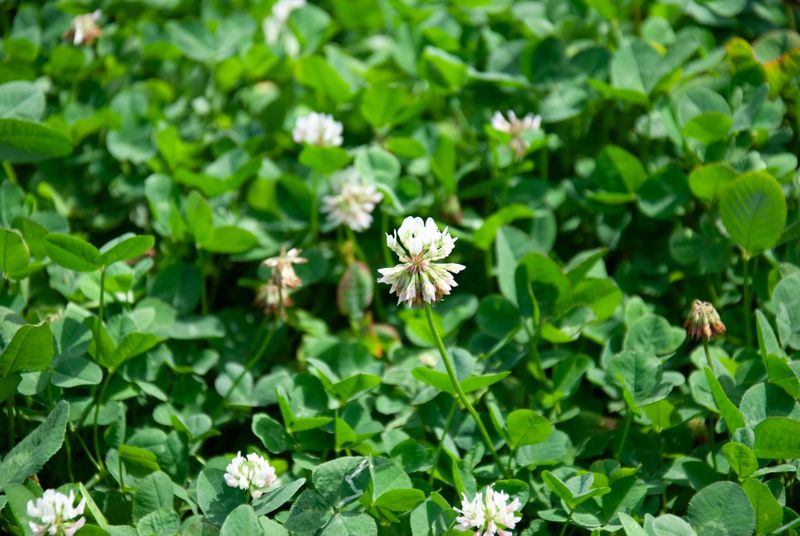 Native Pollinators Return to Urban Areas