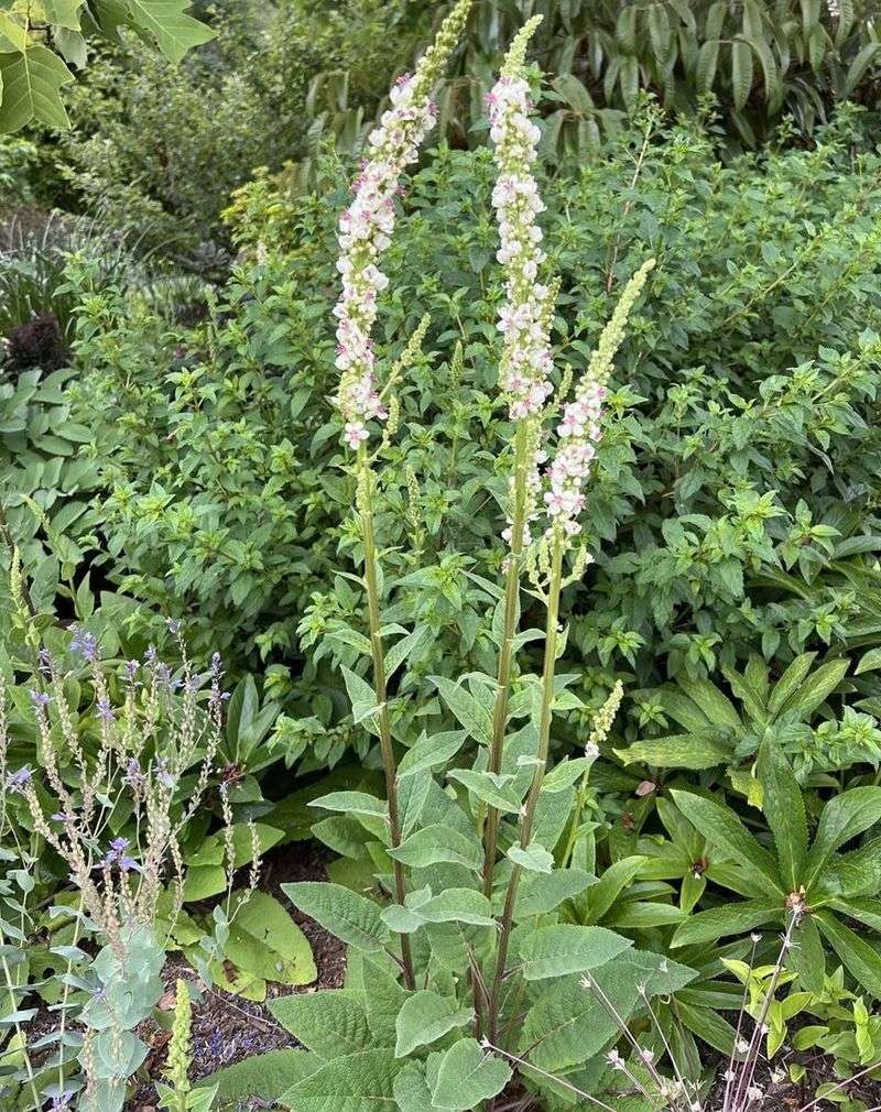 Penstemon digitalis 'Husker Red'