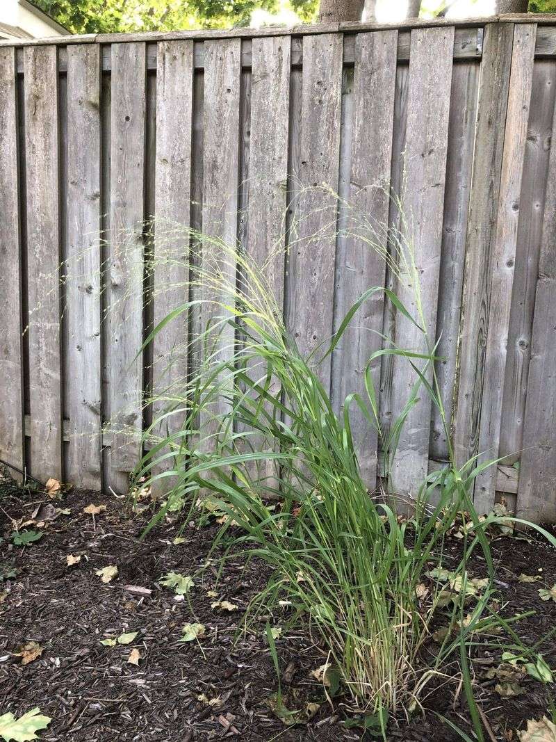 Switchgrass