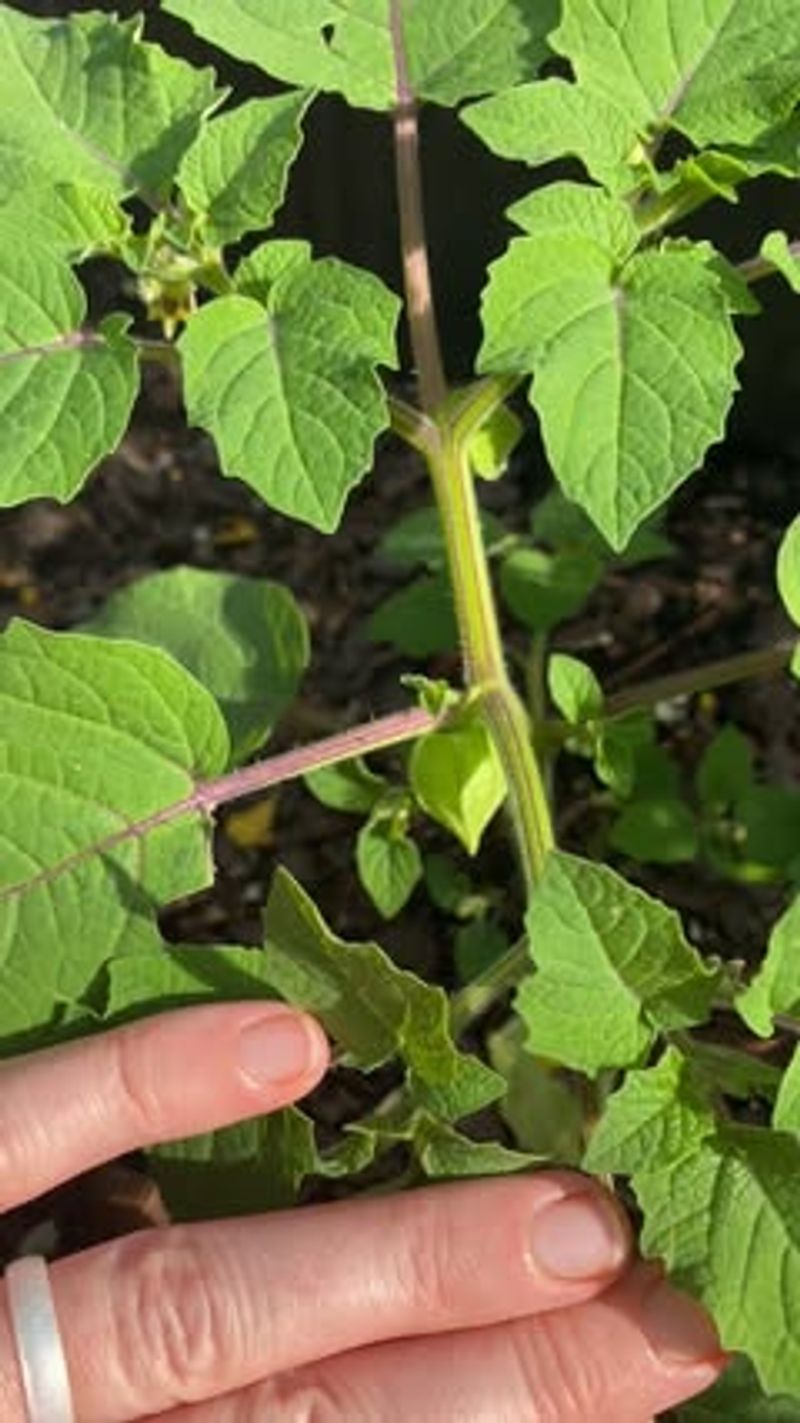 Ground Cherries