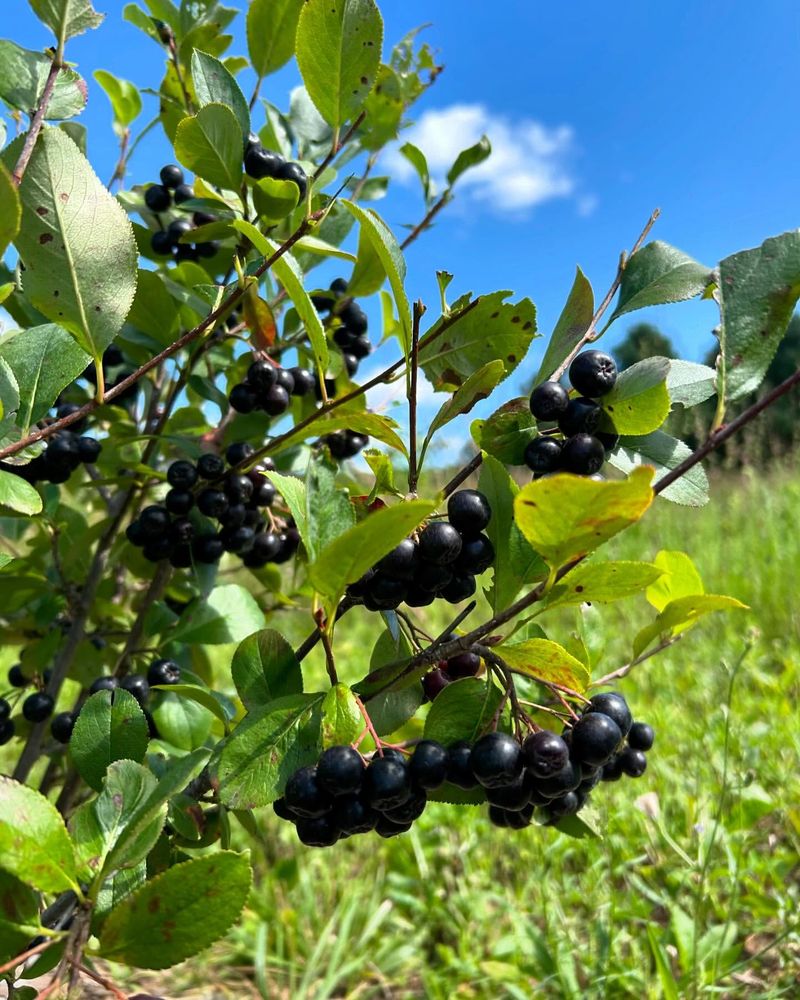 Aronia Berries
