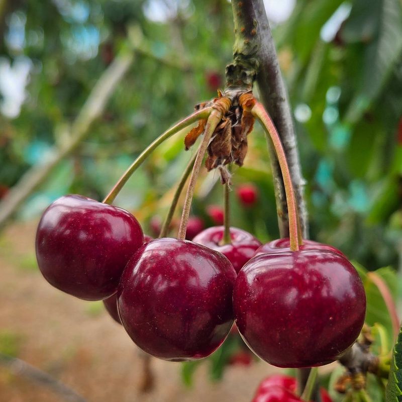 Cherries