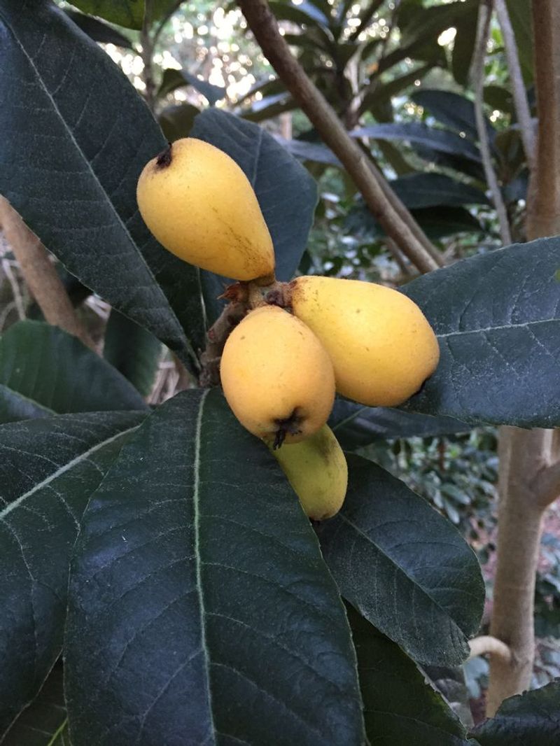 Loquat: Winter Fruit Wonder