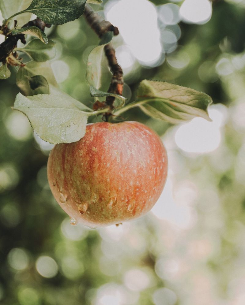 Wild Apple Wonders