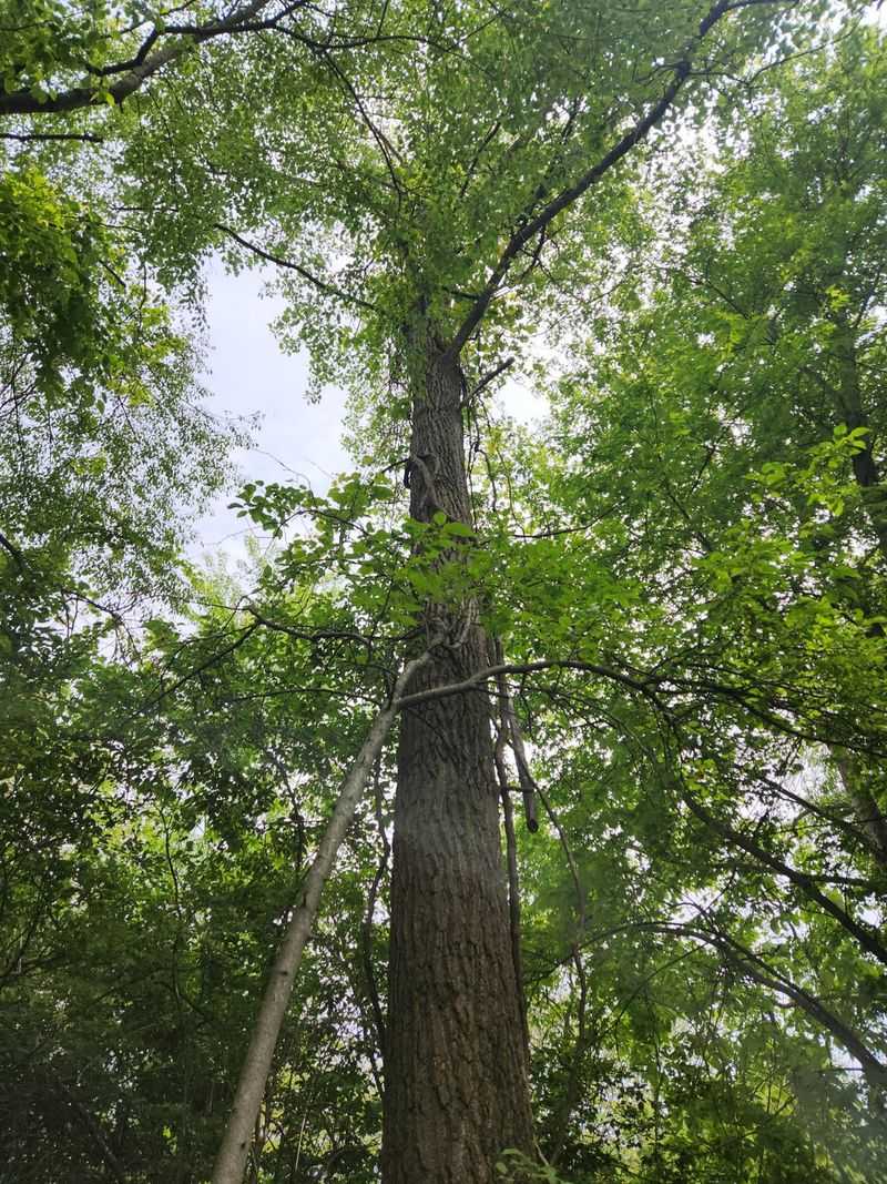 Cottonwood: The Gutter Clogger