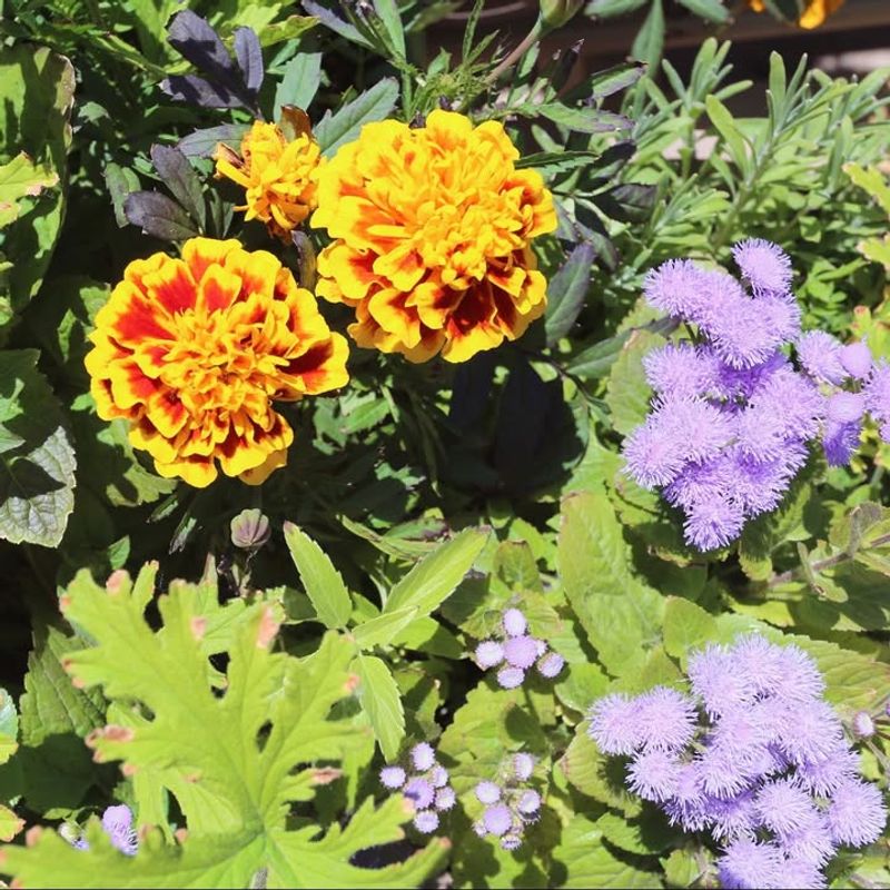 Night-Blooming Varieties