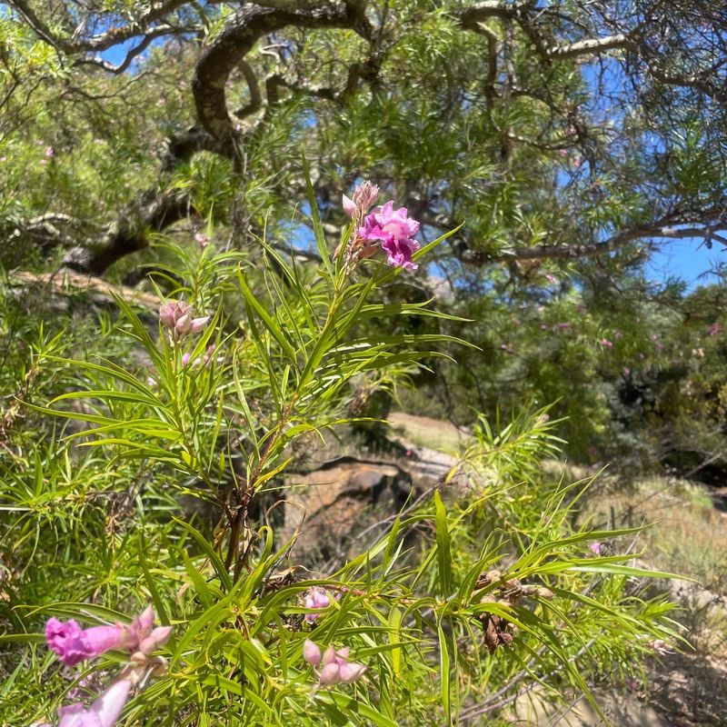 Choose Native Desert Plants