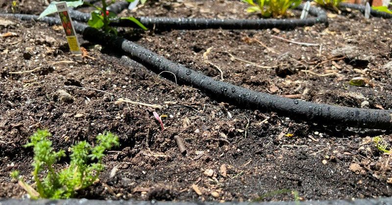 Set Up Drip Irrigation Systems