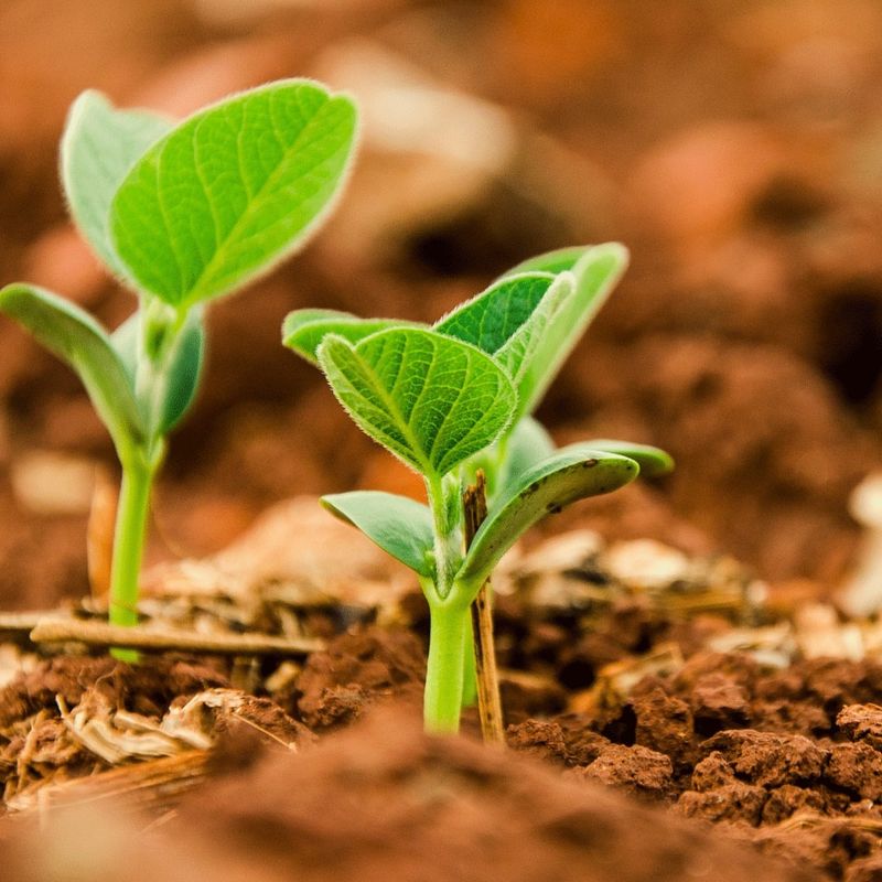 Practice Crop Rotation Strategies