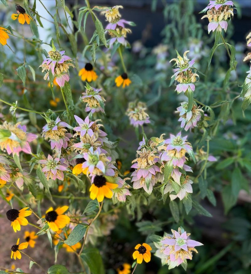 Native Plant Power
